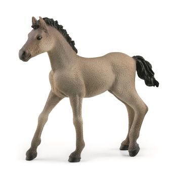 SHL13949 - Veulen Criollo Definitivo