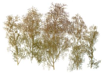 NOC23100 - natuurlijke bomen