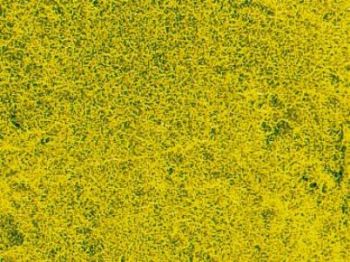 HEK1593 - Koolzaad bloemenweide grastapijt 28 x 14 cm