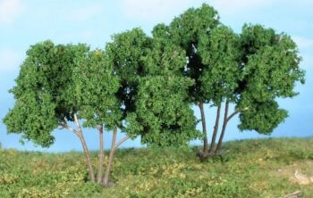 HEK19112 - 3 moerbeibomen van 7 cm