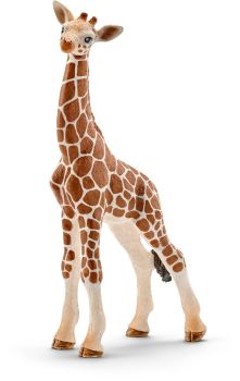 SHL14751 - baby giraf