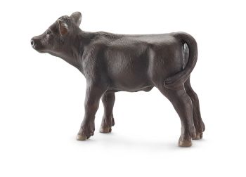 SHL13768 - Angus Kalf