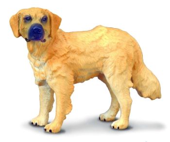 COLL88116 - Golden Retriever Hond