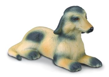 COLL88174 - Afghaanse windhond Puppy