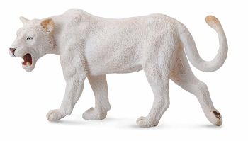 COLL88549 - Witte leeuwin