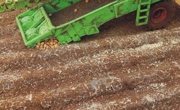JUW23385 - 16 verwelkte aardappelplanten lengte van één plant 7;5 cm hoogte 1 cm aardappelen inbegrepen