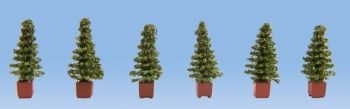 NOC14021 - Thuja