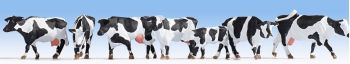 NOC15725 - Holstein koeien