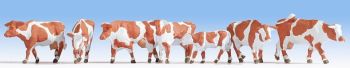 NOC15726 - Montbeliard koe