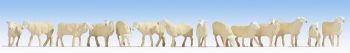 NOC15749 - Schaap