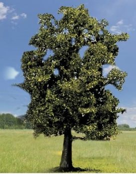 NOC21690 - Beuken - 13 cm