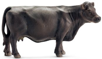 SHL13767 - Angus koe