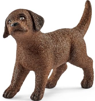SHL13835 - Labrador Retriever-puppy