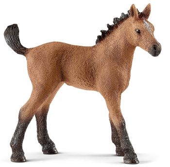 SHL13854 - Quarter horse veulen