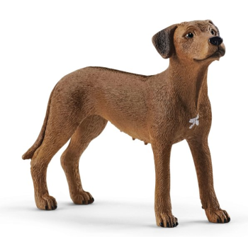 SHL13895 - Rhodesian Ridgeback-hond