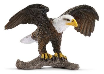 SHL14780 - Amerikaanse zeearend
