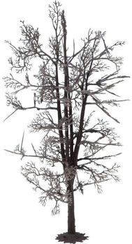 NOC22020 - Boomstructuur - Basswood 18.5 cm